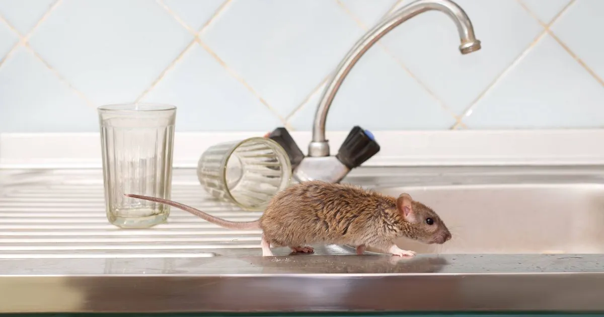 Un minuto al giorno per tenere lontani i roditori: come fare